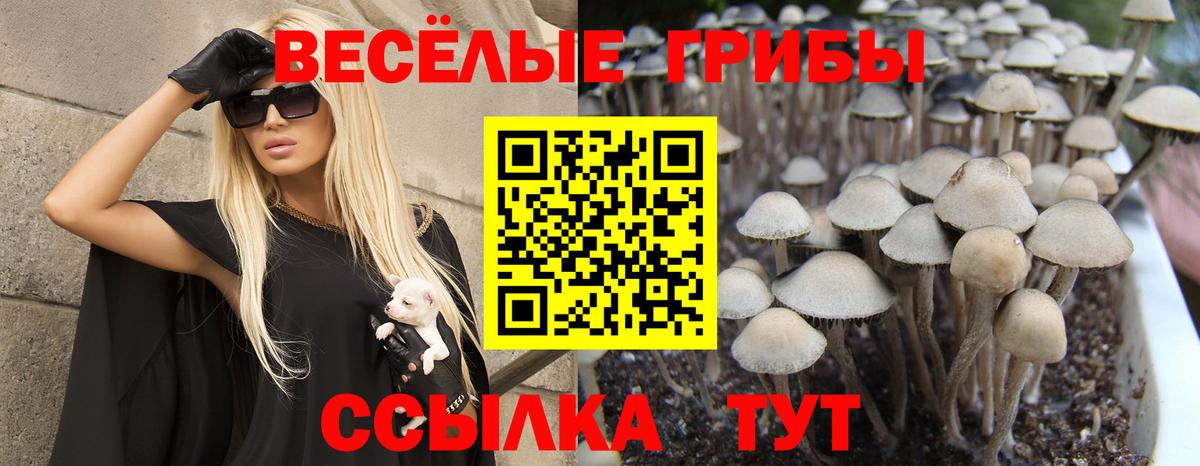 Псилоцибиновые грибы GOLDEN TEACHER Тула